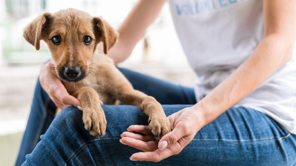 assurance animaux